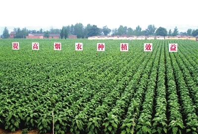 煙草業 用高質量發展書寫新時代答卷——農業種植的轉型與擔當