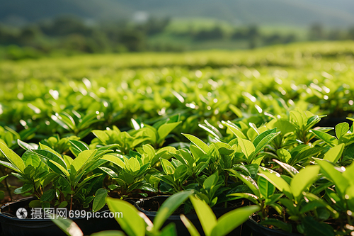 綠色新鮮的茶葉 農業培育的藝術與科學