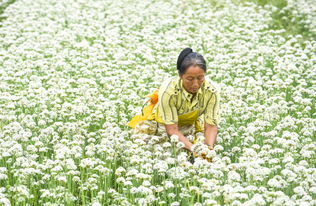 河北武邑 有機韭菜花助增收 農業種植煥新機