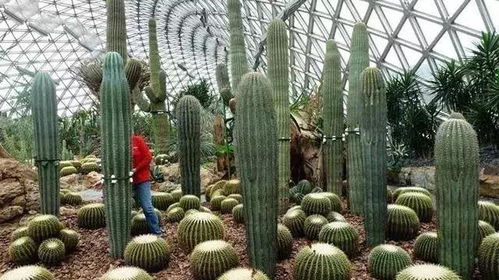 現代農業種植模式與栽培方式 我為何看好哪一種
