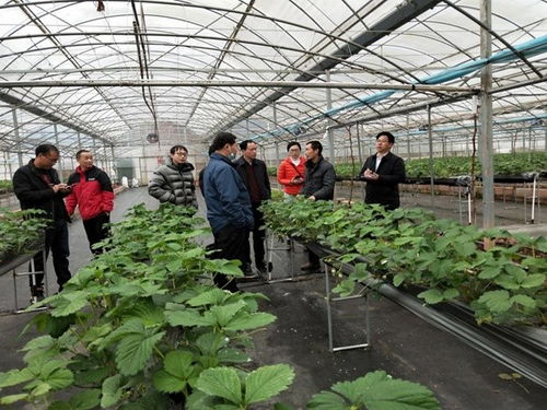鶴城區農業農村局深入田間開展草莓種植技術指導 助力農業增效農民增收