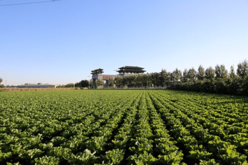 虹橋鎮珠樹塢一村 調整農業種植結構賦能鄉村振興